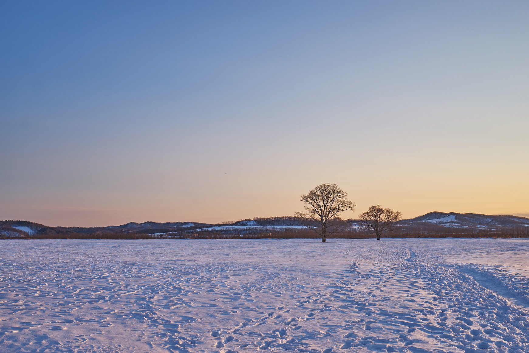 Beautiful Sunset scenic of Japanese Elm Tree at Toyokoro city near Tokachi river in winter at southeast of Obihiro city, Hokkaido, Japan.